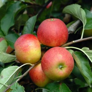 Apfel 'Elstar'